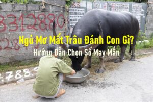 Ngủ Mơ Mất Trâu Đánh Con Gì? Hướng Dẫn Chọn Số May Mắn