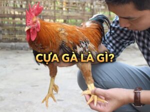 Cựa Gà Là Gì? Tìm Hiểu Chi Tiết Về Cựa Gà Trong Đấu Gà