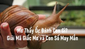 Mơ Thấy Ốc Đánh Con Gì? Giải Mã Giấc Mơ và Con Số May Mắn