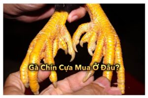 Gà Chín Cựa Mua Ở Đâu? Tìm Hiểu Nguồn Gốc Và Các Địa Chỉ Mua